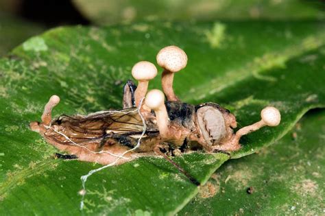 Cordyceps Fungus On A Large Fly Photograph By Dr Morley Readscience