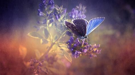 Butterfly Flowers Texture Insect Nature Wallpapers Hd