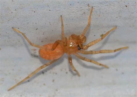 Tiny Orange Spider Phrurotimpus Bugguidenet