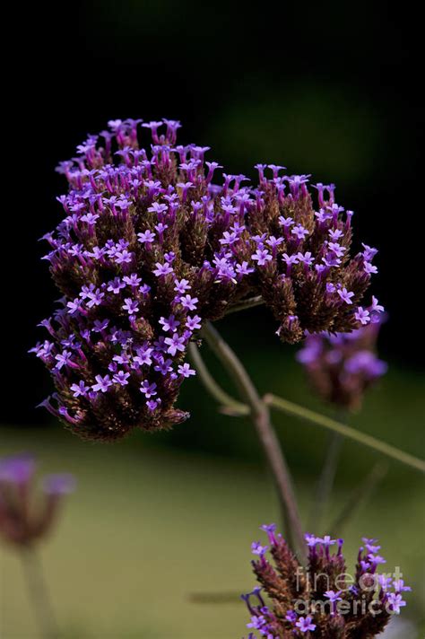 They have tiny purple blooms and are used as filler flowers in a bouquet. Small Purple Flowers On A Verbena Plant Photograph by ...