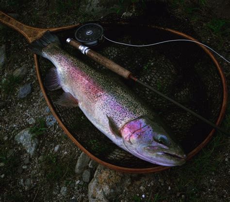 Japanese Rainbow Trout Fly Fishing Photos Fly Dreamers