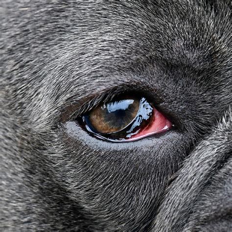 Dog Conjunctivitis Symptoms And Treatment