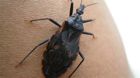 Doen A De Chagas Medicamento Mostra Efic Cia Contra Parasita