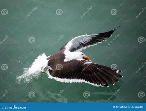 Seagull Diving In The Shark Alley In The Atlantic Ocean To Catch The