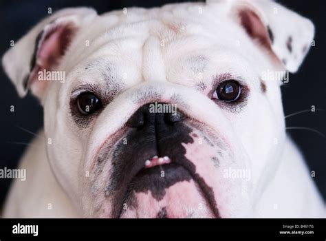 Portrait Of An English Bulldog Stock Photo Alamy