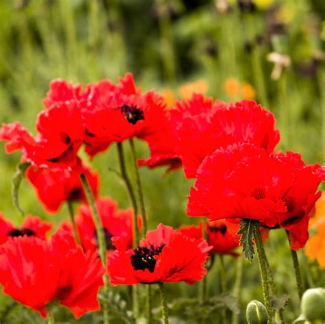 Oriental Poppy Turkenlouis Easy To Grow Bulbs