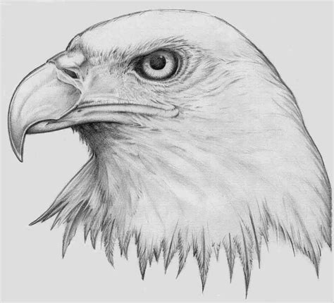 Eagledrawings5 1137×1032 Pixels Eagle Drawing Eagle Head