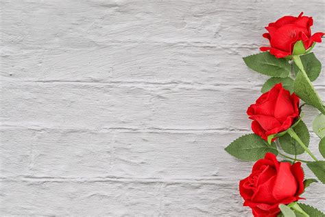 Background Foto Latar Belakang Putih Mawar Merah Pernikahan Pernikahan
