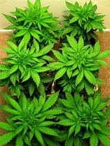 How To Grow Marijuana Easy
