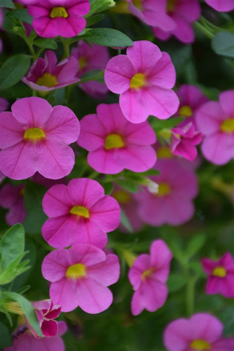 3931 north shiloh suite 301, fayetteville, ar 72703 map · phone number · visit website. Superbells® Pink Calibrachoa (Calibrachoa 'Superbells Pink ...