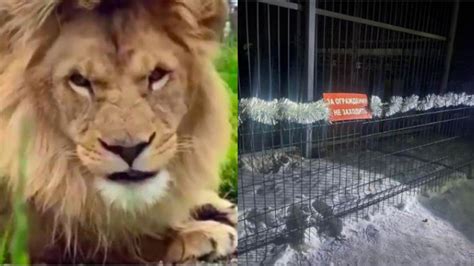 Viral Pengunjung Kebun Binatang Nekat Masuk Ke Kandang Singa Alasannya