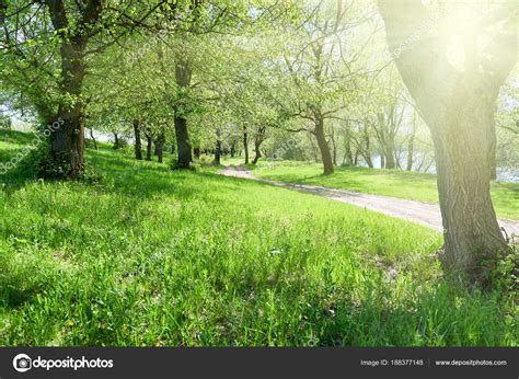 Bright Summer Forest With Sunlight At Sunny Day Beautiful Landscape