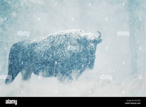 American Bison Buffalo Bison Bison Adult In Snow Storm Custer State
