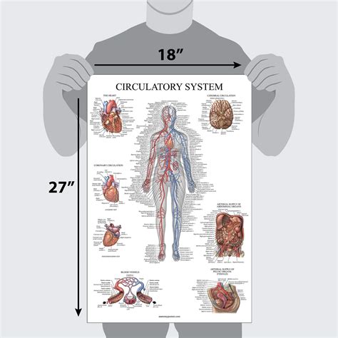 Lymphatic System Anatomical Poster Laminated Palace L