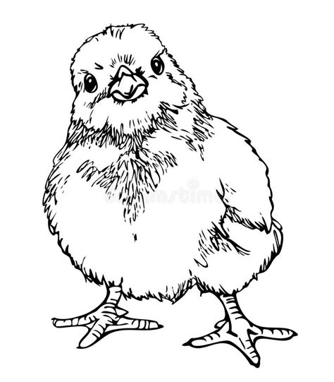 vector illustration of cute chick stock illustration illustration of farm concept 247812607