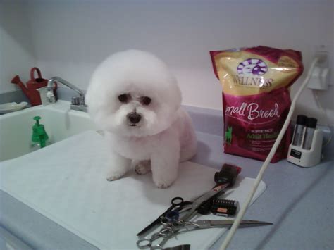 Pets Are People Too In Home Dog Grooming Bichon Frise Pet Styles