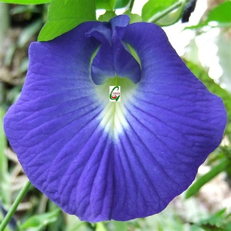 Blue Clitoria Flower Ethnic Aparajita Exotic Ternatea | Etsy