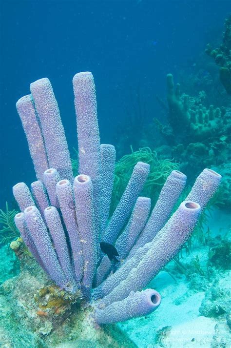 Bonaire Netherlands Antilles Large Purple Tube Sponges Grow On The