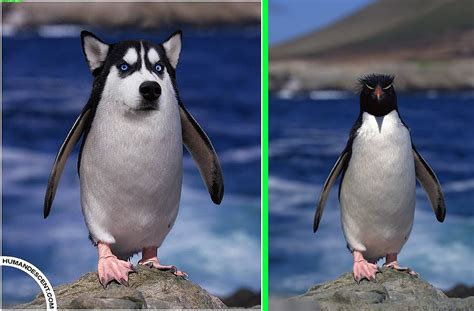 Fake Doguin The Original Image Is On The Right Fake Animals