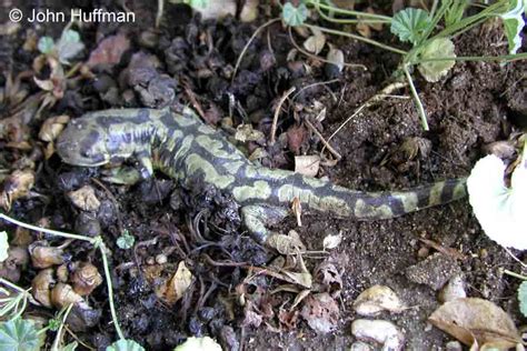 Blotched Tiger Salamander Ambystoma Mavortium Melanostictum
