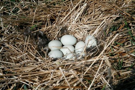 Knowing how eggs develop is also essential to a successful, humane addling program. Ducks Not Sitting on Eggs? | ThriftyFun