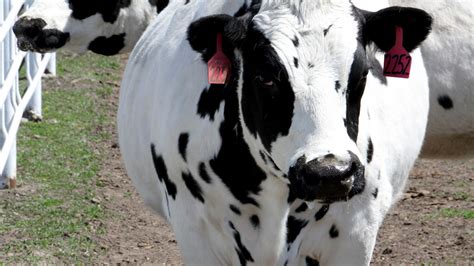 Are These Genetically Engineered Cows The Future Of Medicine The
