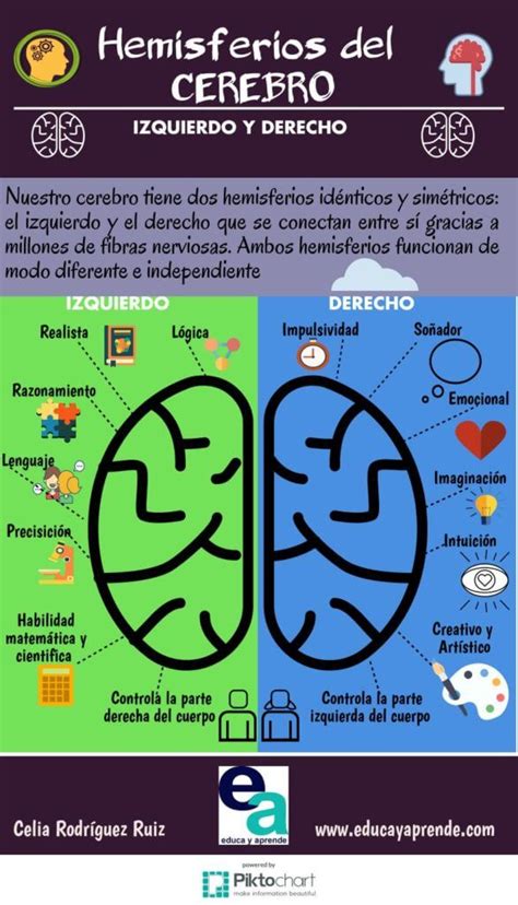 Infografía Educativa Los Hemisferios Cerebrales