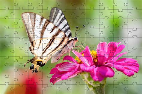 Beautiful Butterflyjigsaw Puzzle