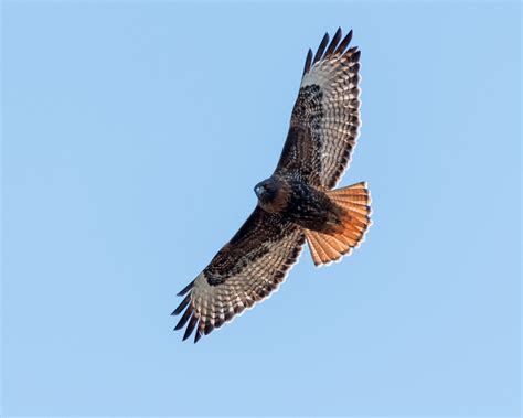 meet the red tailed hawk — sacramento audubon society