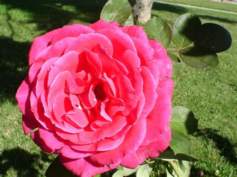 A Rose Flowers Photo 2833993 Fanpop