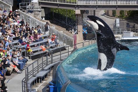 Seaworld To End Killer Whale Shows In San Diego Wsj