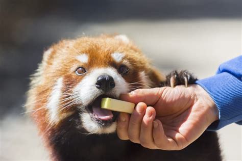 17 Reasons Red Pandas Are Earth Shatteringly Cute Red Panda Cool