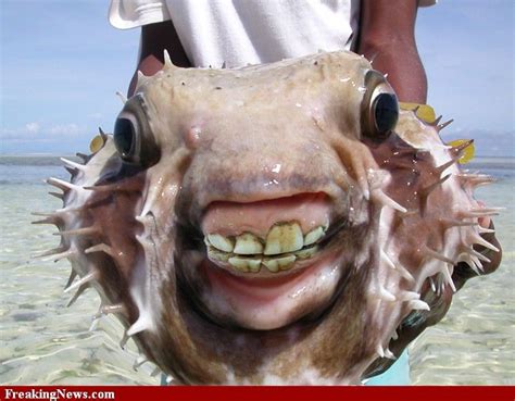 √ Ugly Fish With Big Mouth Fischlexikon