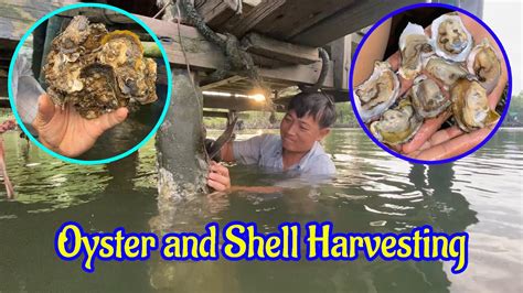 Oyster And Shell Harvesting For Party Year End សកម្មភាពរកខ្យងអយស្ទ័រ