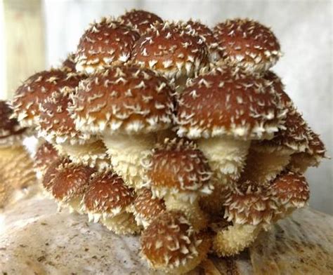 In a processor, blitz the chestnuts, almonds and 250g of the mushrooms until coarsely chopped. Chestnut Mushrooms - Double Star Farms