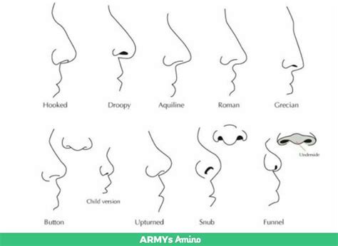 Nose shapes | Nose shapes, Nose drawing, Nose types gambar png