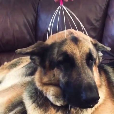 Dog Head Massage Ahhh Yes Human Do Not Stop 🐶 By Ladbible