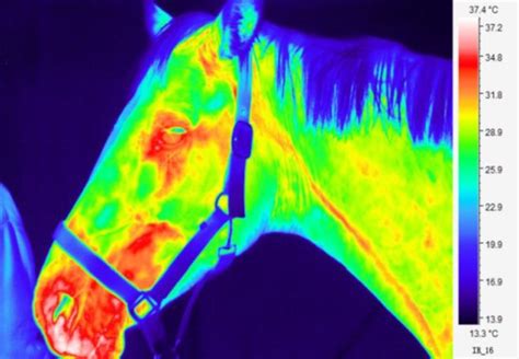 There are many applications, but finding a cold spot where there's a ghost is at the bottom of the list.it would be. Thermal Imaging and Veterinary Medicine - SATIR Europe ...