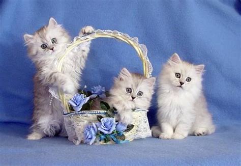 The pictures are updated in the photo gallery. Tamed Teacup CFA Persian & Siamese Kittens For Sale ...