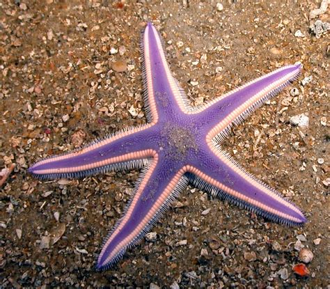 Purple Sea Star Pars01 Flickr