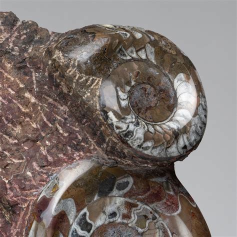 Large Genuine Fossil Ammonite On Matrix Astro Gallery Of Gems Touch