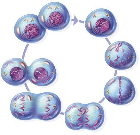 Mitosis Explained How It Works