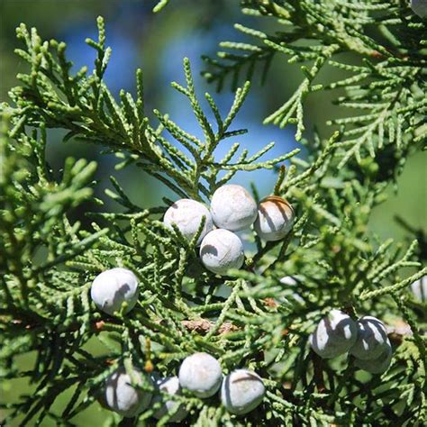 Taylor Eastern Red Cedar Juniperus Virginiana Courville Nurseries