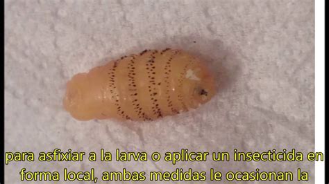 Mi Huesped Gasterophilus Larva De Mosca Parasita Youtube