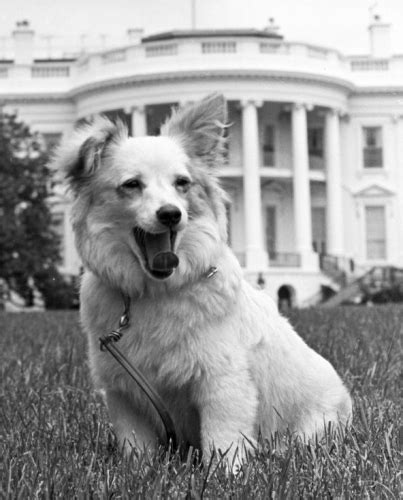Famous Dogs In History Pushinka Jfks Soviet Dog