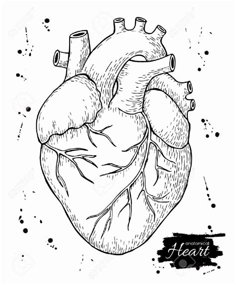 Heart Anatomy Coloring Worksheet Inspirational Heart