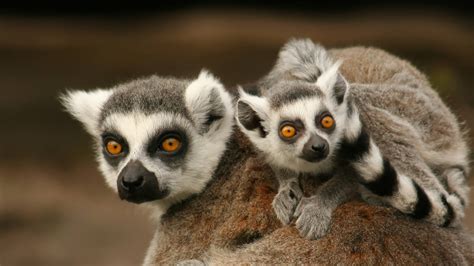 Lemur San Diego Zoo Animals And Plants