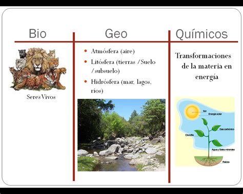 Ecología Ambiente Y Empresa Ciclos Biogeoquímicos