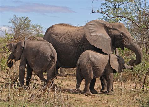 Best Places To See Elephants In The Wild On Safari In Africa