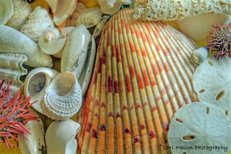 The Lori Mason Collection 045 Sea Shells